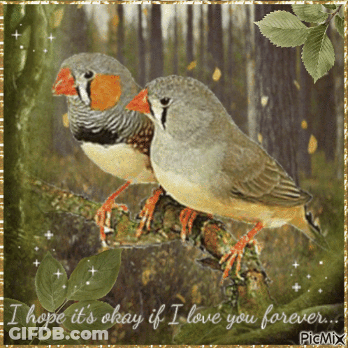 Birds Saying I Hope It's Okay If I Love You Forever GIF