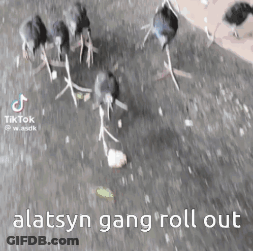 Birds Walking Down Street Alatsyn Gang Roll Out GIF