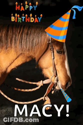 Birthday Card Horse Wearing Party Hat Macy GIF