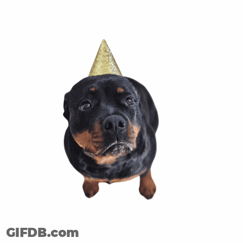 Birthday Card With Dog Wearing Party Hat Saying Happy Birthday GIF