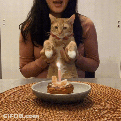 Birthday Cat Dance GIF