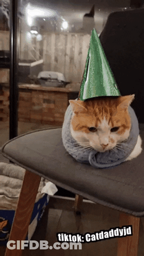 Birthday Cat Green Glittery Hat GIF