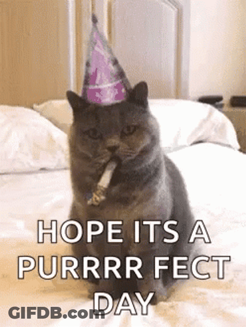 Birthday Cat Purrrr Fect Day Celebration GIF