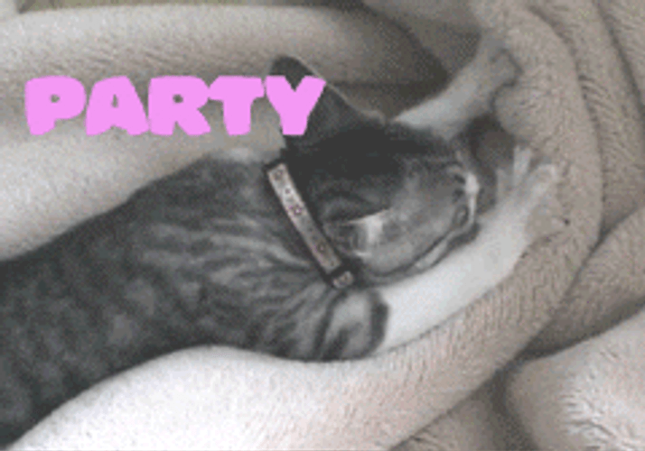 Birthday Cat Soft Blanket GIF