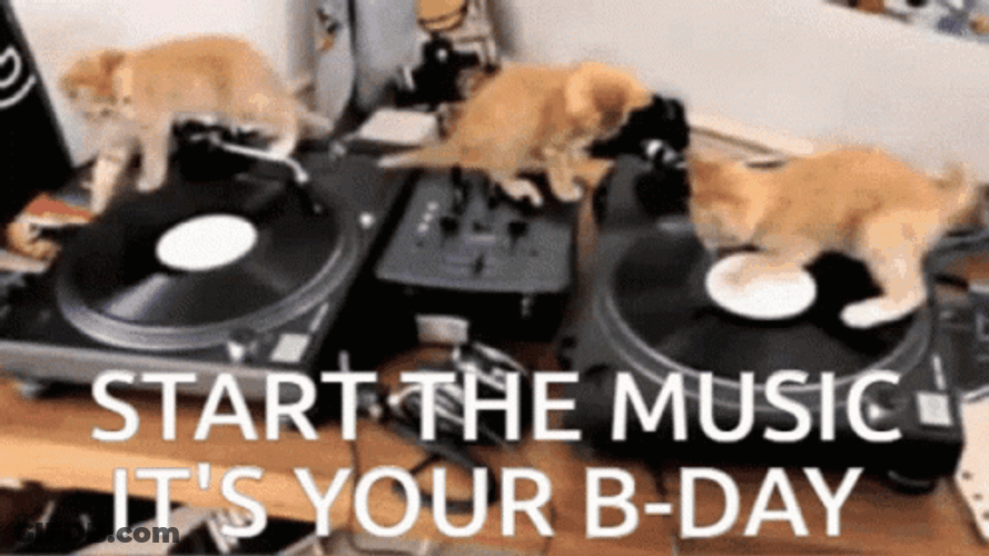 Birthday Cat Start The Music GIF