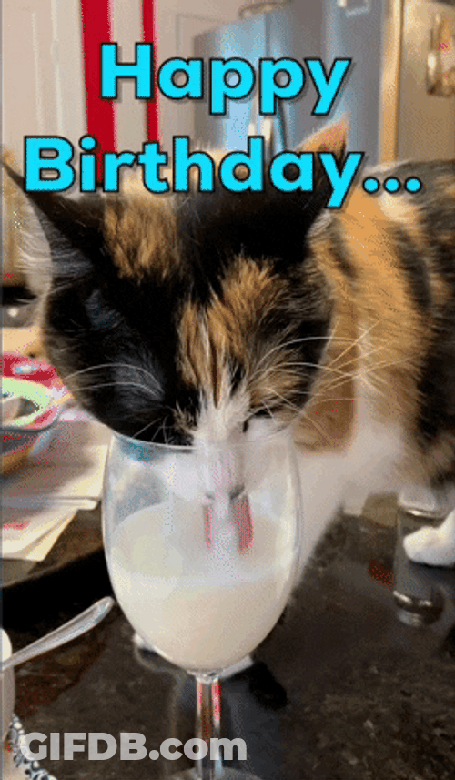 Birthday Cat Treat To Yourself GIF