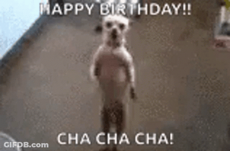 Birthday Dance Cute Dog Chacha GIF