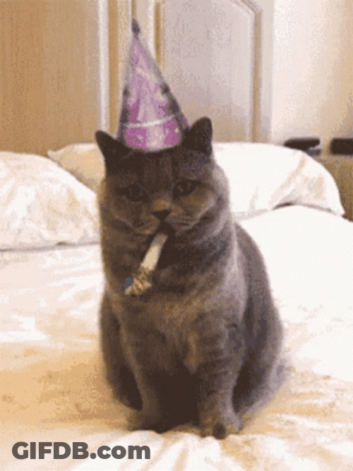 Birthday Party Cat Blowing Horn GIF