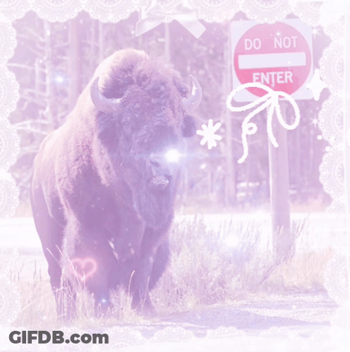 Bison At Do Not Enter Sign GIF