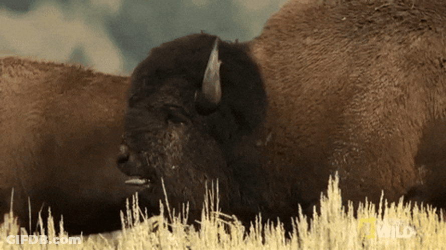 Bison Attacking Each Other GIF
