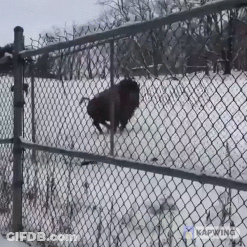 Bison Behind Chain Link Fence Kapwing GIF