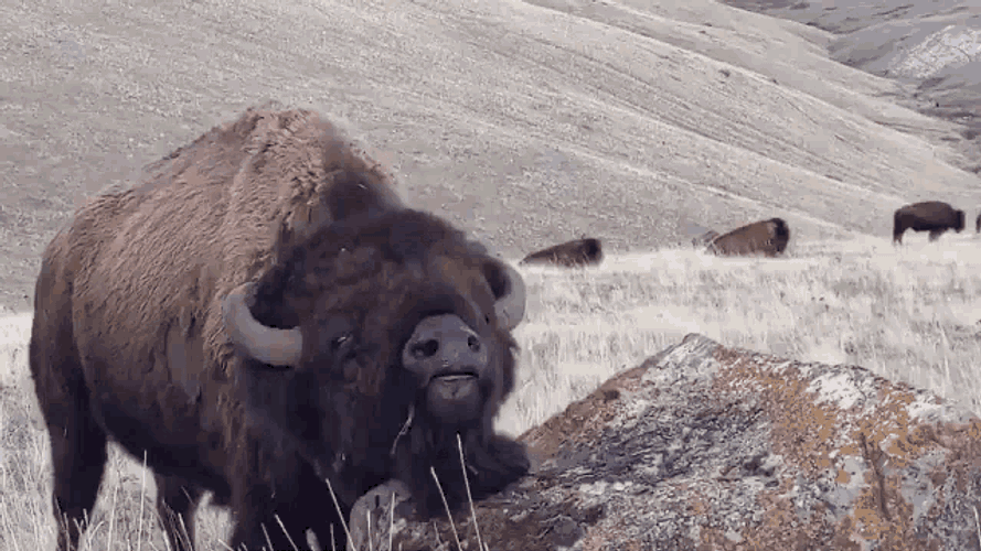 Bison Buffalo GIF