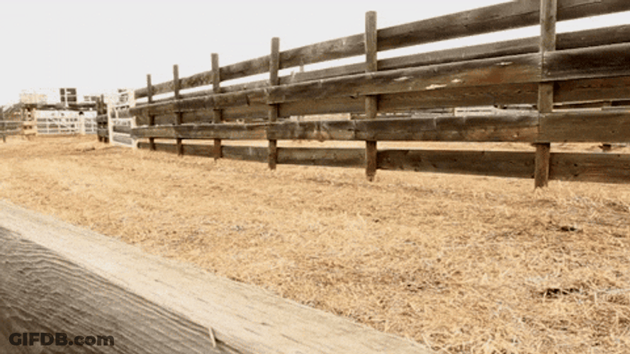 Bison Chased By Cowboys GIF