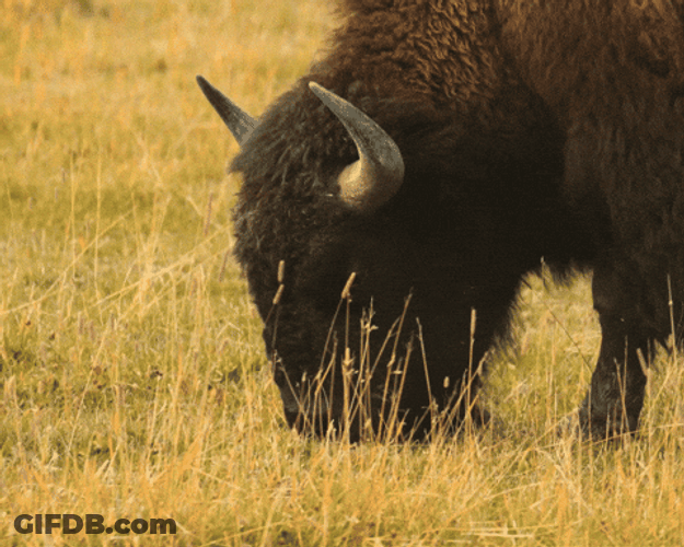Bison Eating Grass On Field GIF