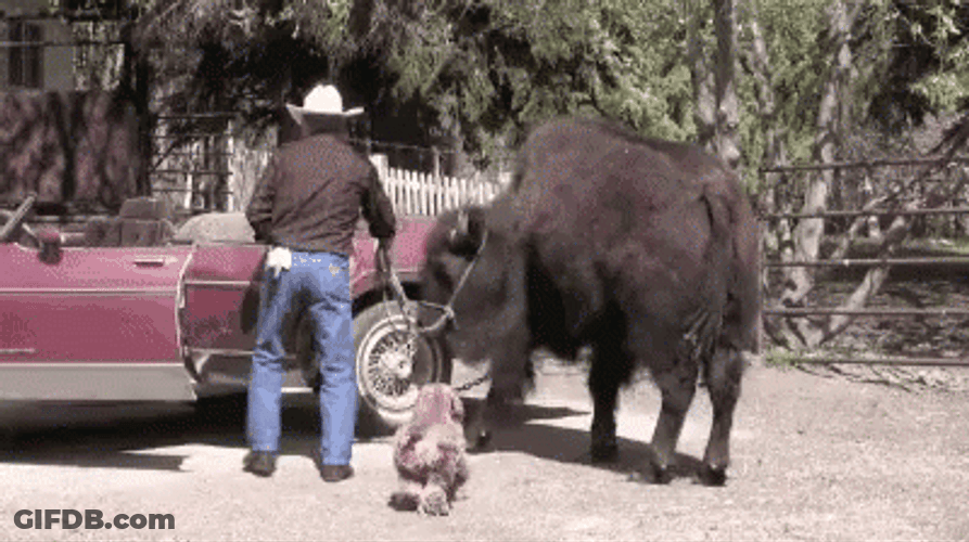 Bison Get On Car For A Ride GIF