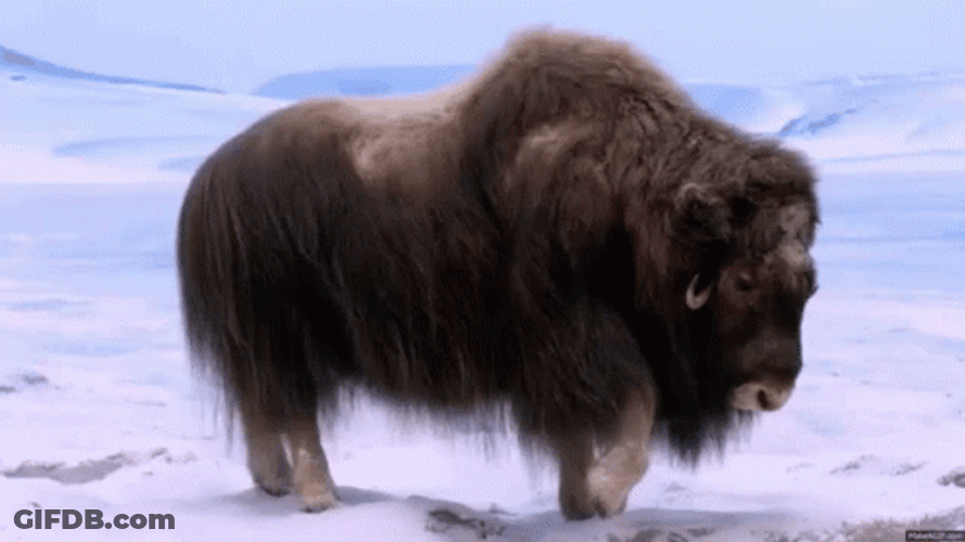 Bison Just Standing Still GIF