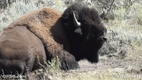 Bison Laying In Grass Saying Viralhog GIF