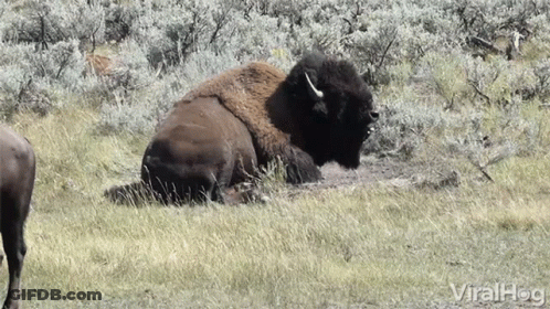 Bison Lying In Grassy Field GIF