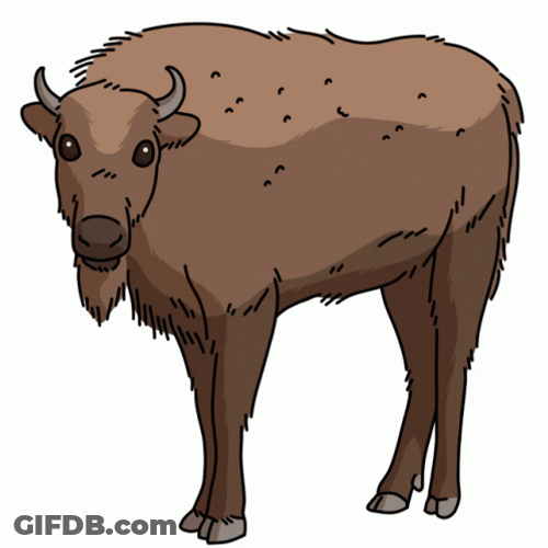 Bison Nodding Close Eyes GIF
