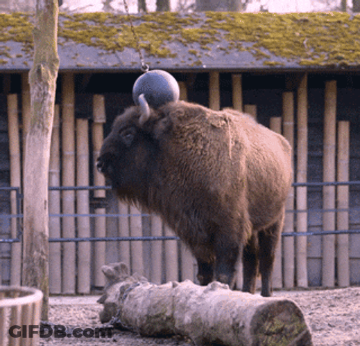 Bison Playing Hanging Ball GIF