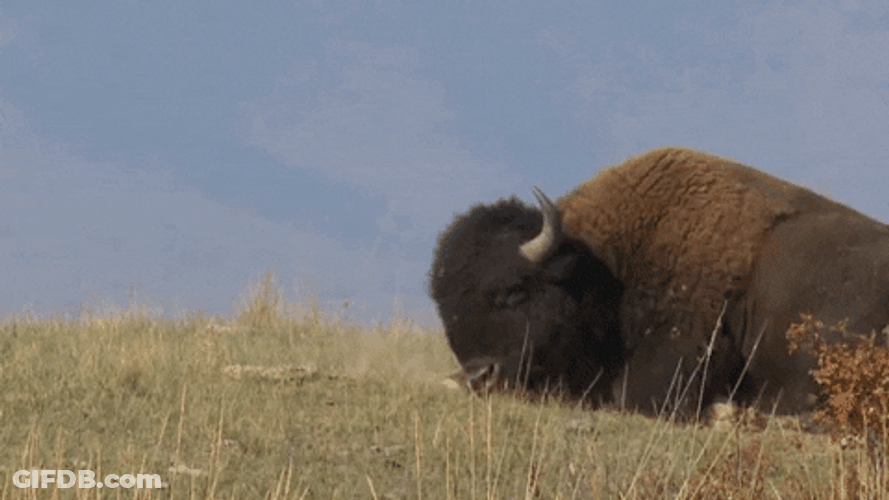 Bison Rubbing Body On Land GIF