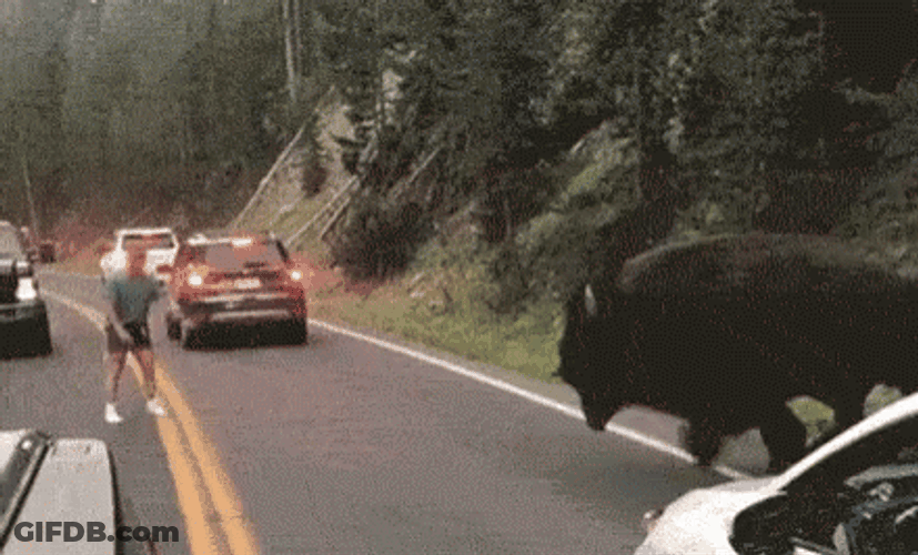 Bison Ruling Vehicle Road GIF