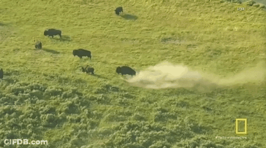 Bison Running Around Chasing GIF