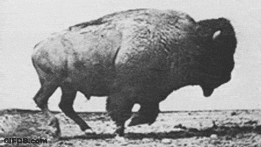 Bison Running So Fast GIF