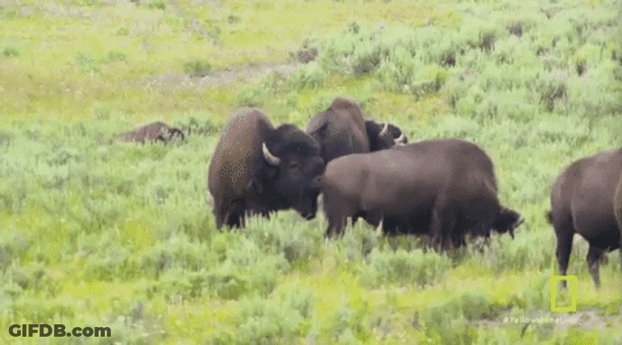 Bison Smelling Others Butt GIF
