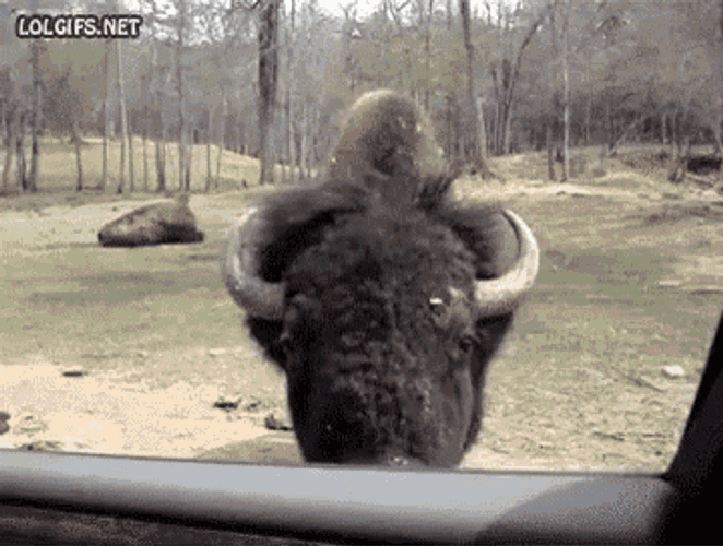 Bison Sniff GIF