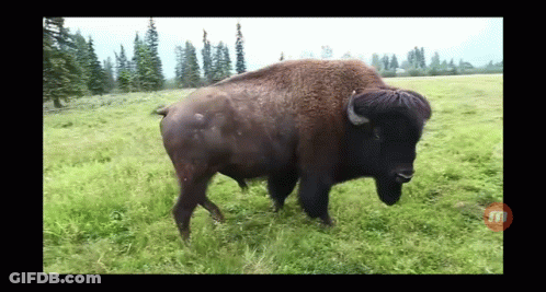 Bison Standing In Grass Field GIF