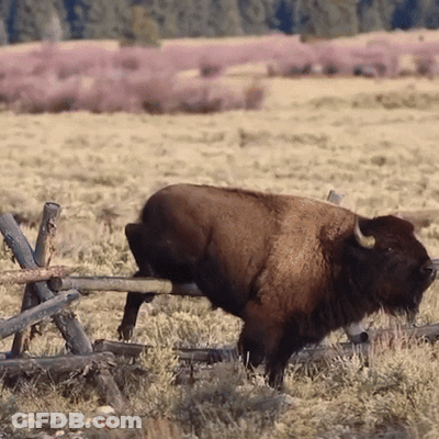 Bison Standing Next To Fence GIF