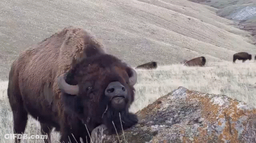 Bison Standing Next To Rock GIF
