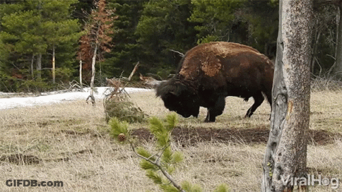 Bison Standing Next To Tree In Field GIF