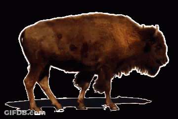 Bison Standing On Black Background GIF