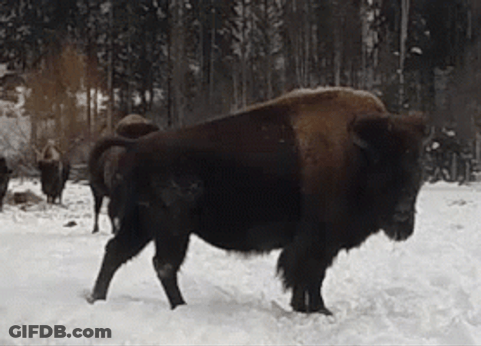 Bison Standing On Snow GIF