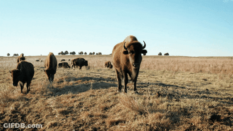 Bison Standing Still On Field GIF
