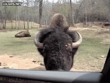 Bison Sticking Head Out Car Window GIF