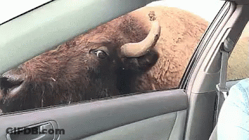 Bison Sticking Head Out Car Window GIF