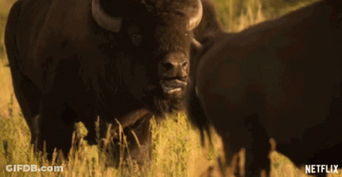 Bison Sticking Tongue Out In Field With Netflix Logo GIF