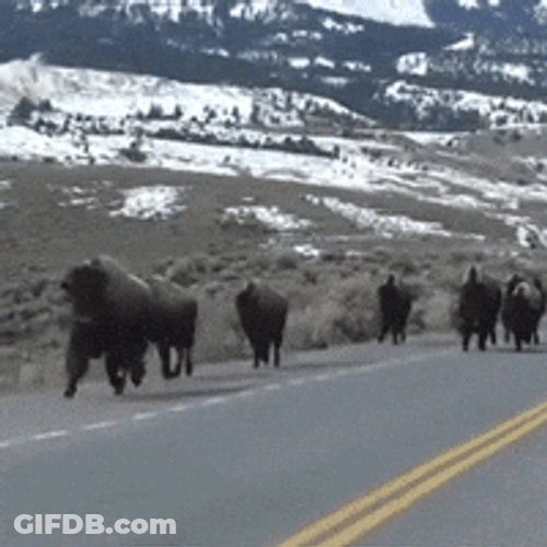 Bison Taking Over Road GIF