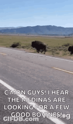 Bison Walking Down Road In Field With Mountains GIF