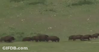 Bison Walking Down Road In Field With Mountains GIF