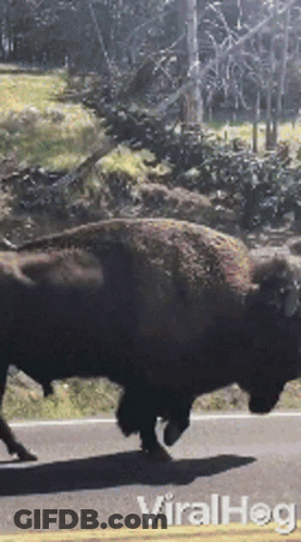 Bison Walking Down Road Viralhog GIF