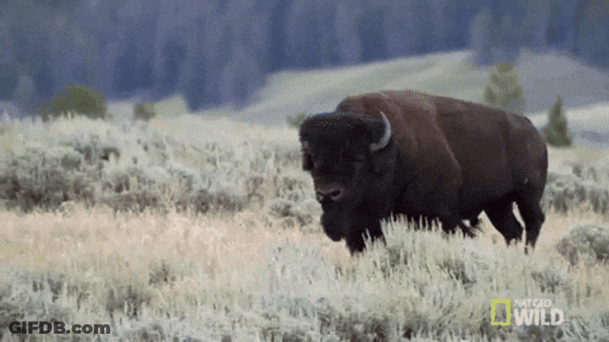 Bison Walking On Grassfield GIF