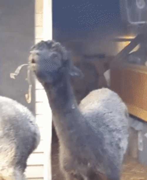 Black Alpaca Smokin GIF