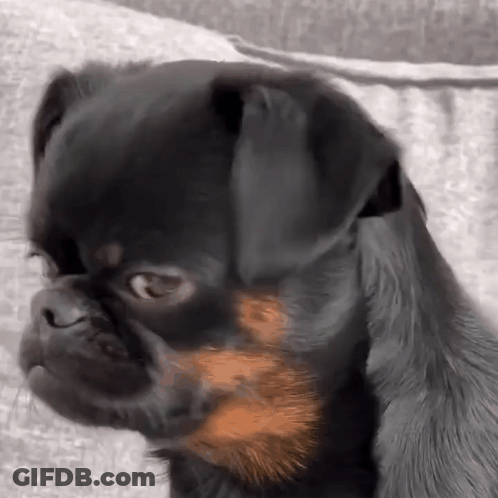 Black And Brown Dog Sitting On Couch GIF