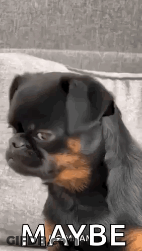 Black And Brown Dog Sitting On Couch Saying Maybe GIF
