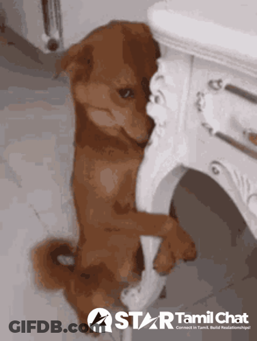 Black And Brown Dog Sitting On Couch Saying Nothing GIF