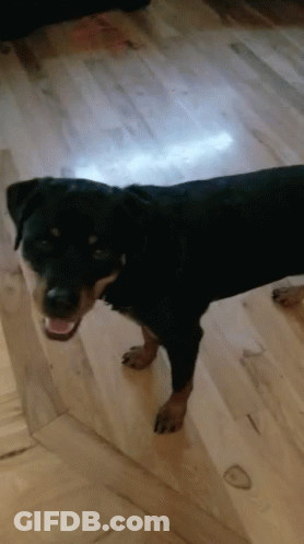 Black And Brown Dog Standing GIF